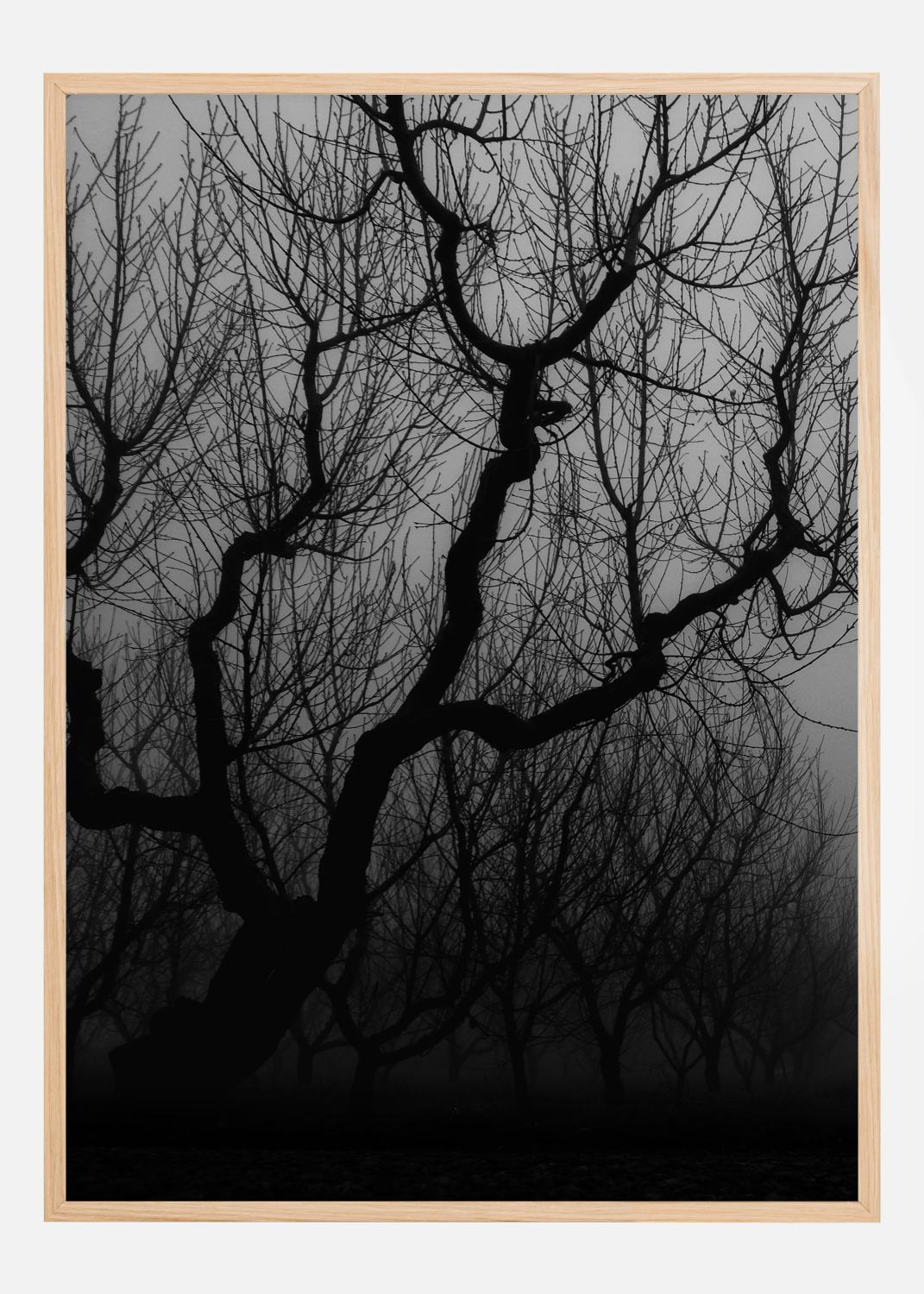 Product Image for Dark trees Poster (21x29.7 cm (A4))