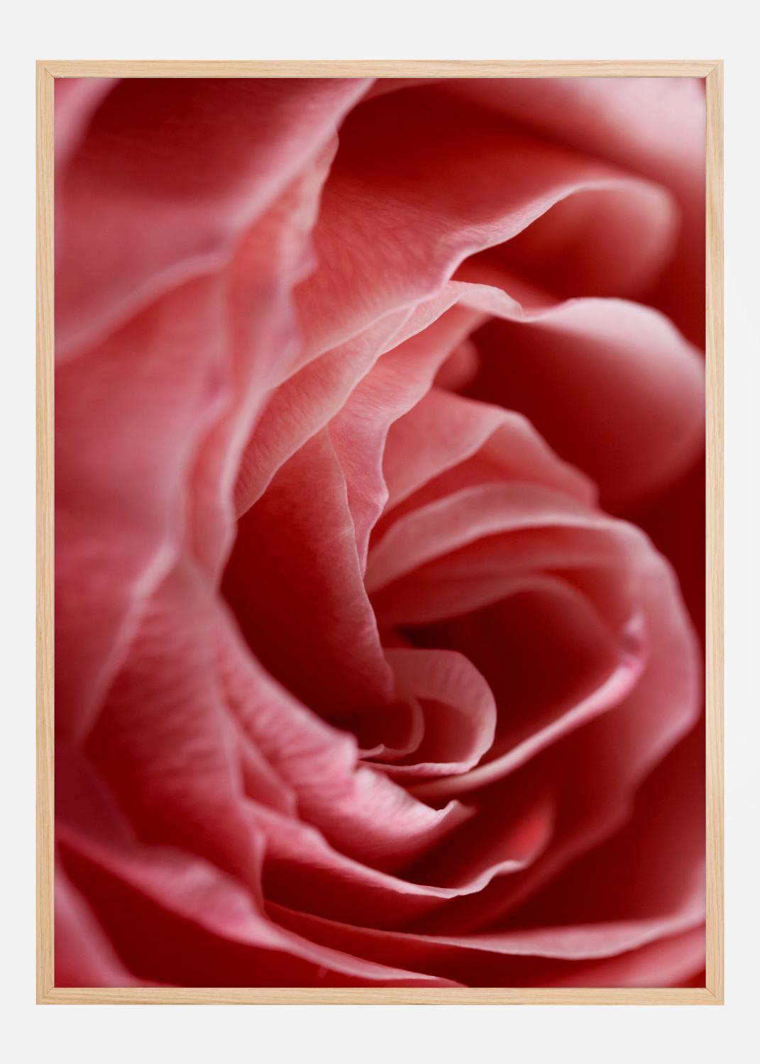 Product Image for Close Up Flower Poster (21x29.7 cm (A4))