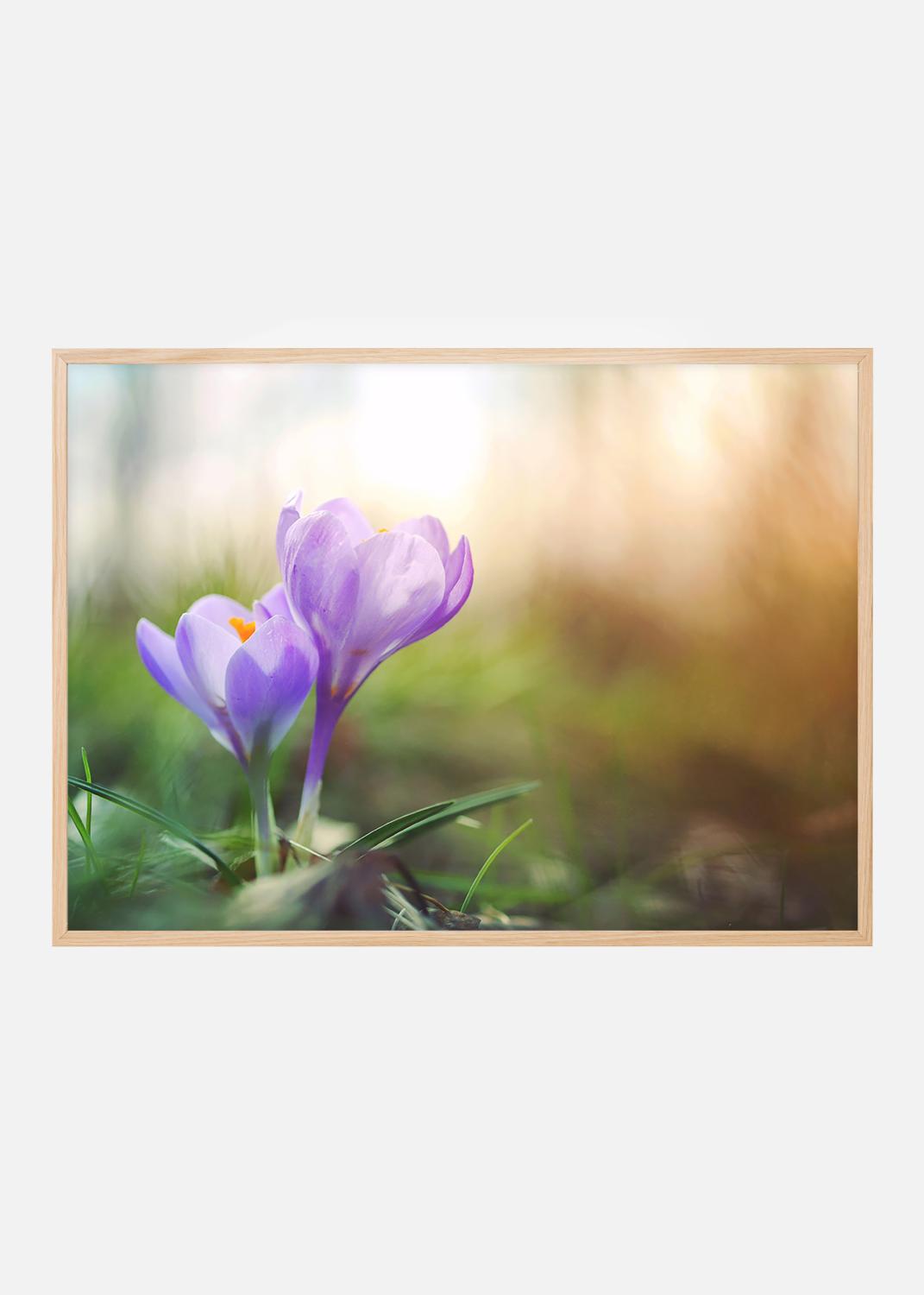 Product Image for Lila Krokus Poster (30x40 cm)