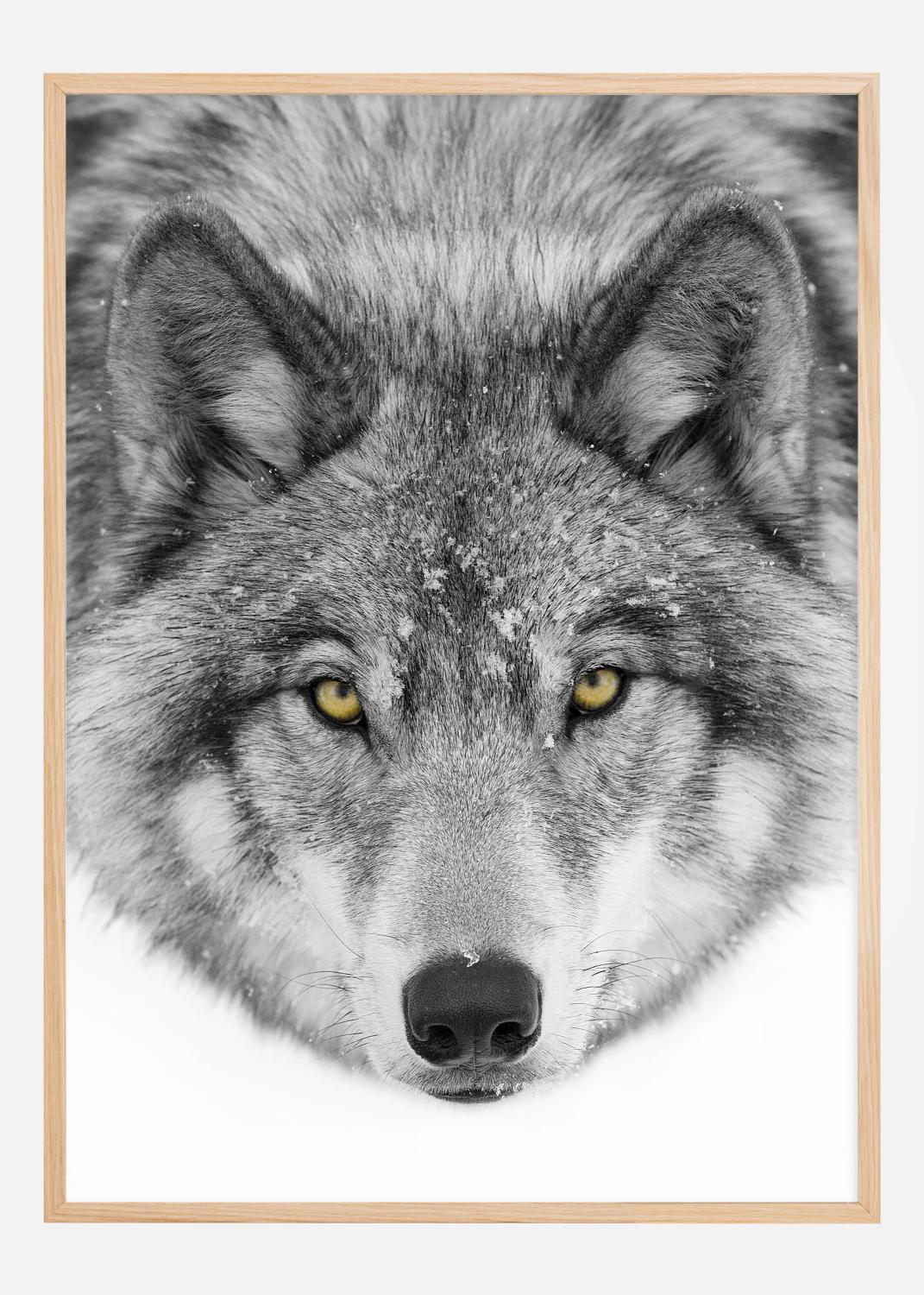 Product Image for Yellow eyes Timber Wolf Poster (30x40 cm)