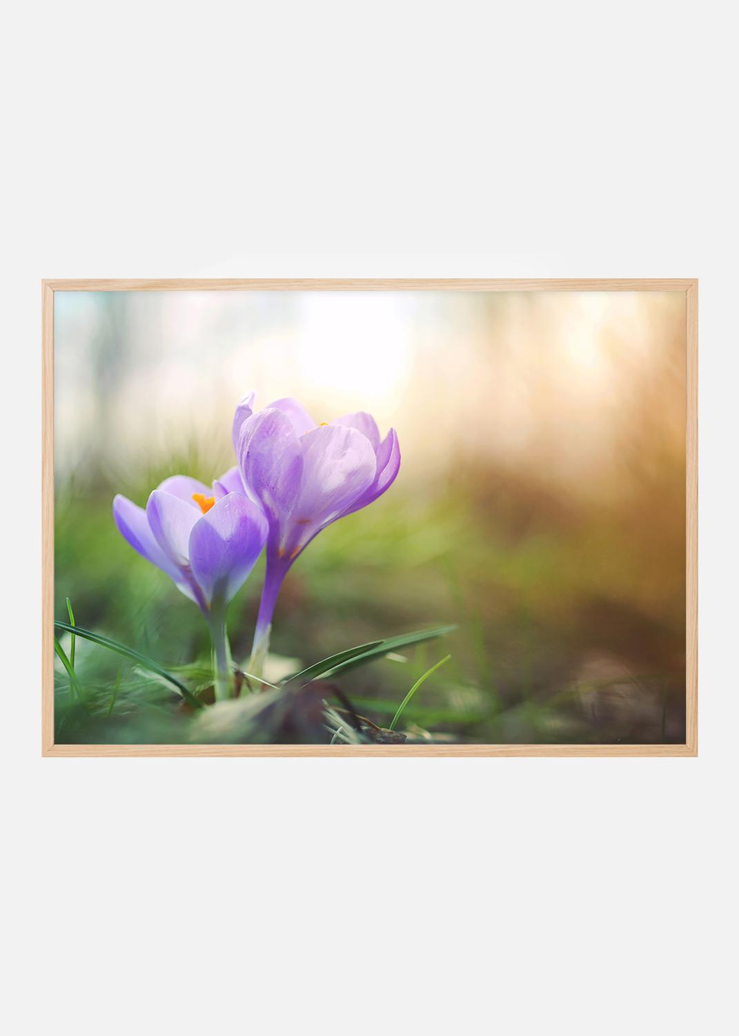 Product Image for Lila Krokus Poster (40x50 cm)