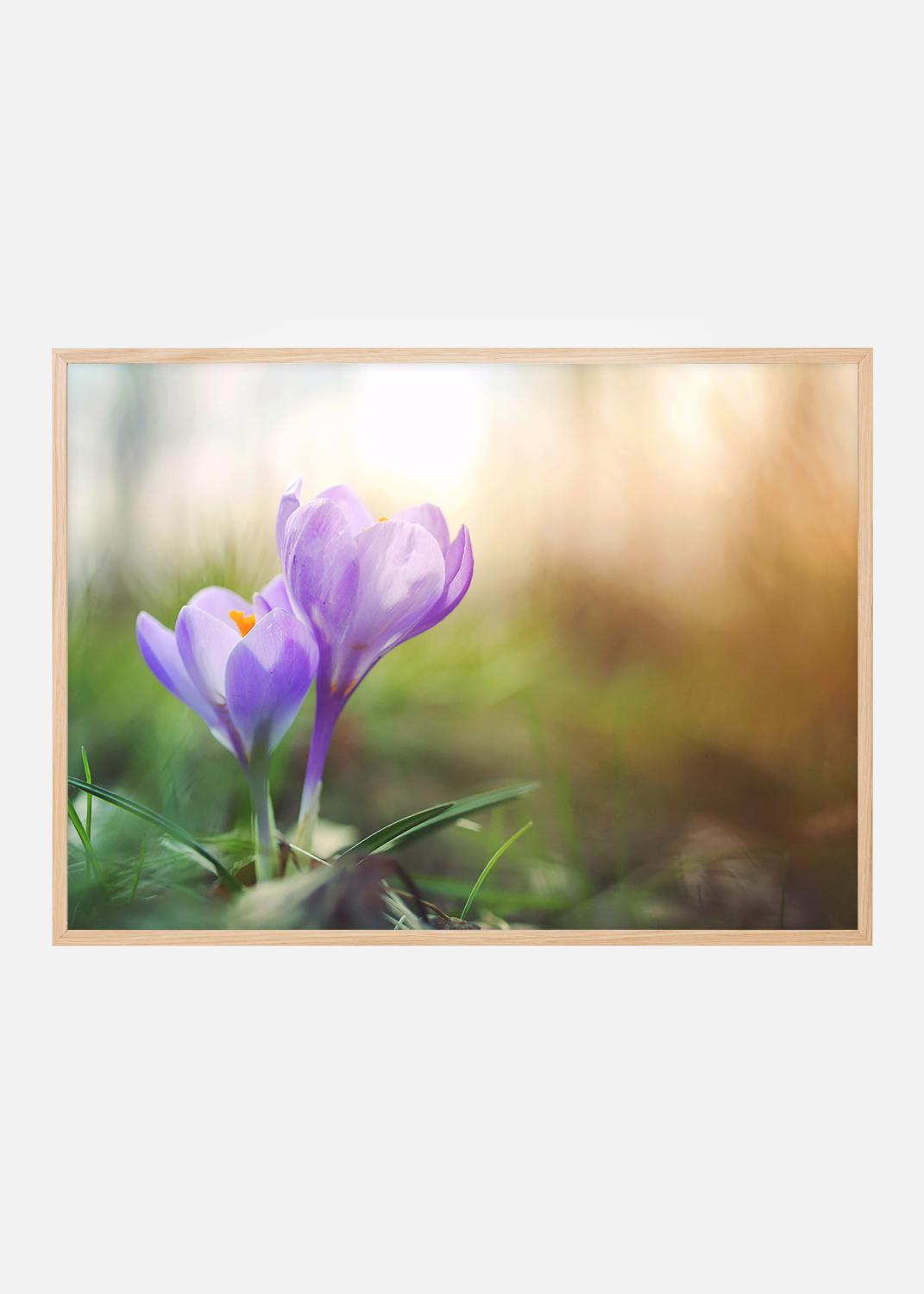 Product Image for Lila Krokus Poster (50x70 cm)