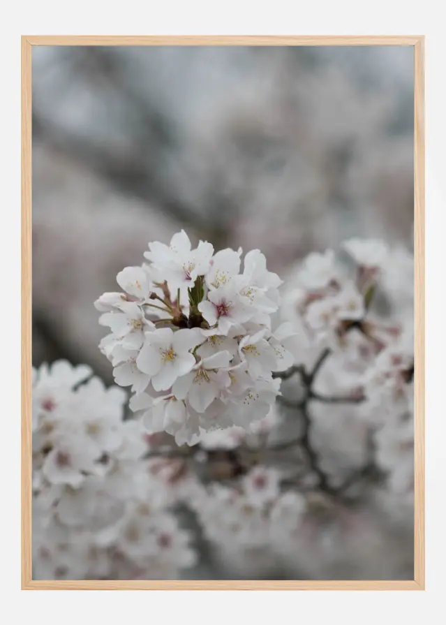 Bildverkstad Cherryblossom Poster