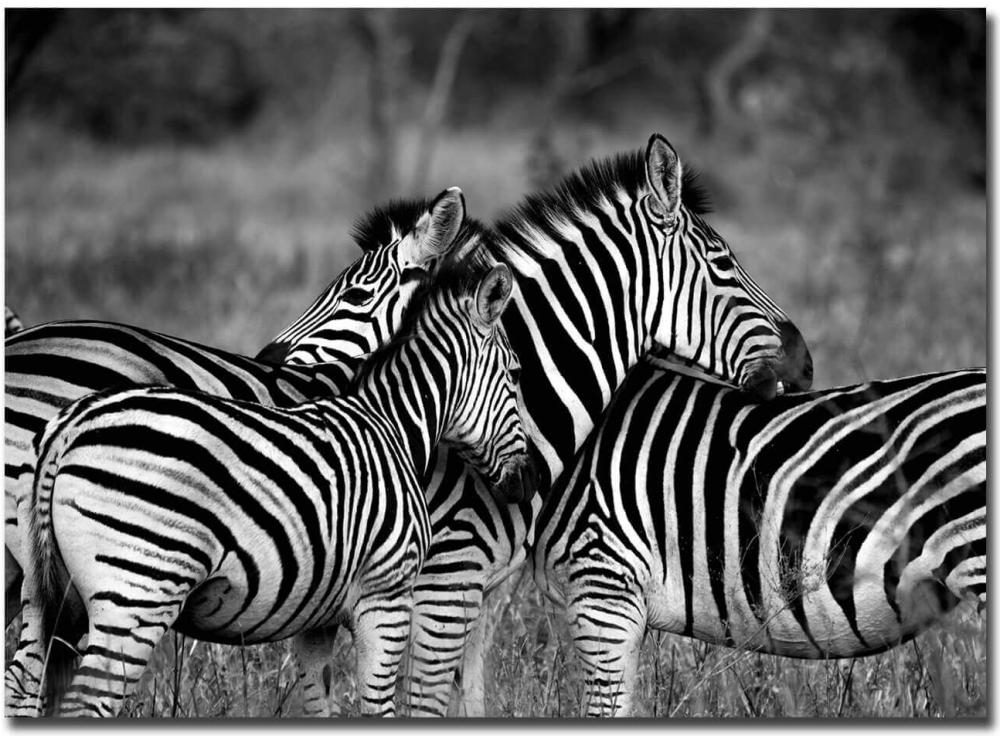 Nordic Poster Zebra group-hugs Poster