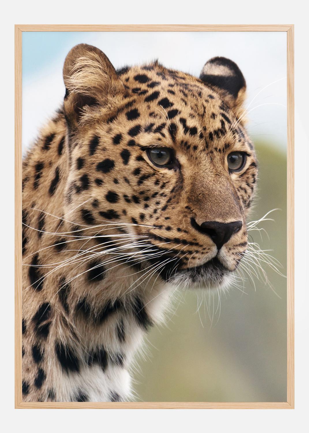 Product Image for Chetah Poster (30x40 cm)