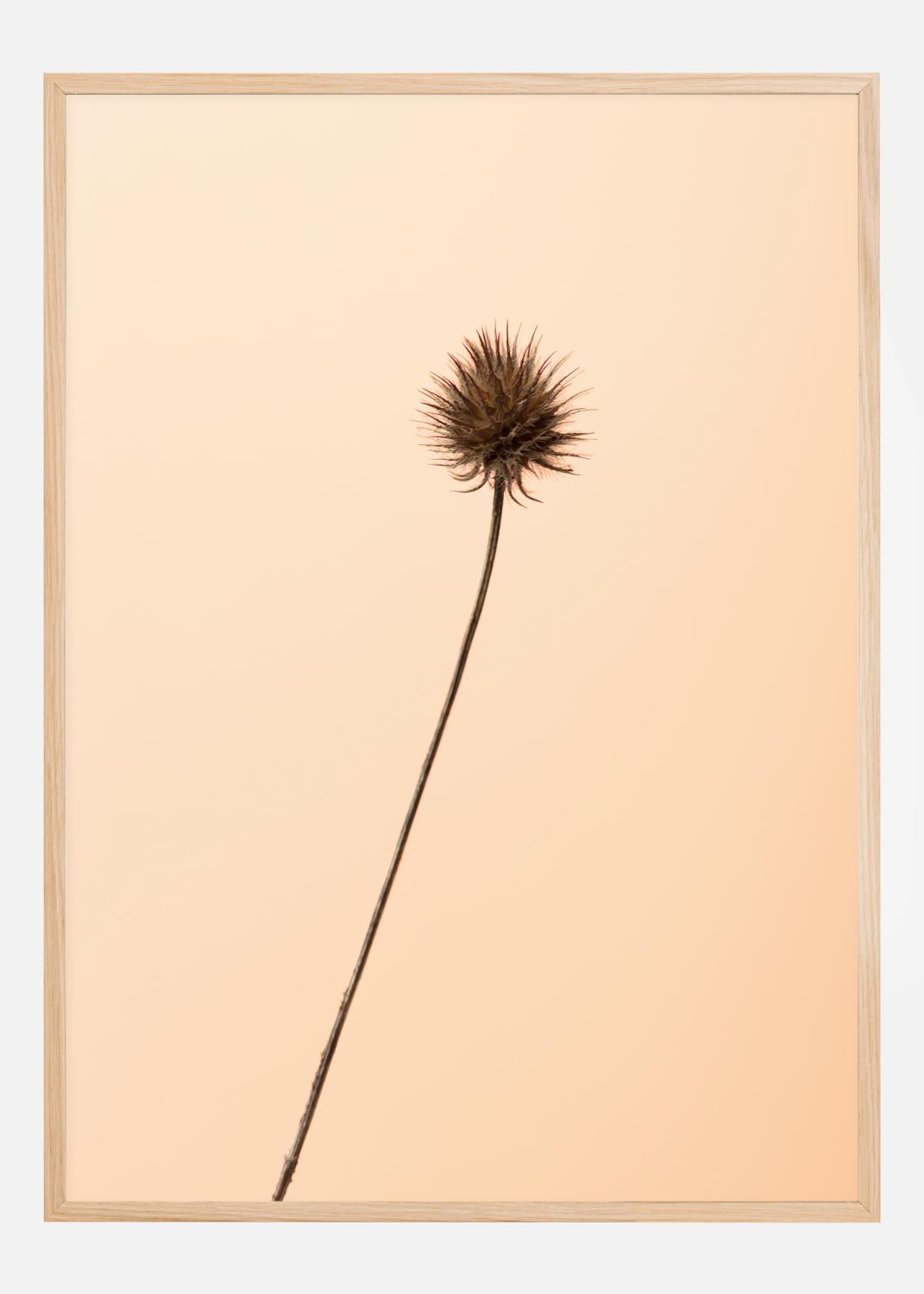 Product Image for Thistle Peach Poster (21x29.7 cm (A4))