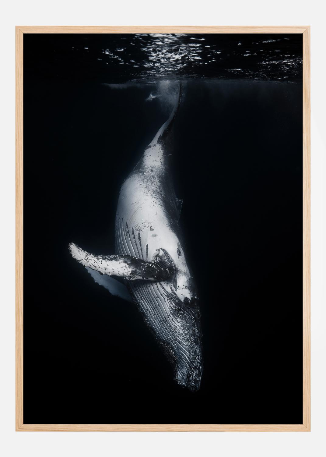 Product Image for Black Whale Poster (21x29.7 cm (A4))