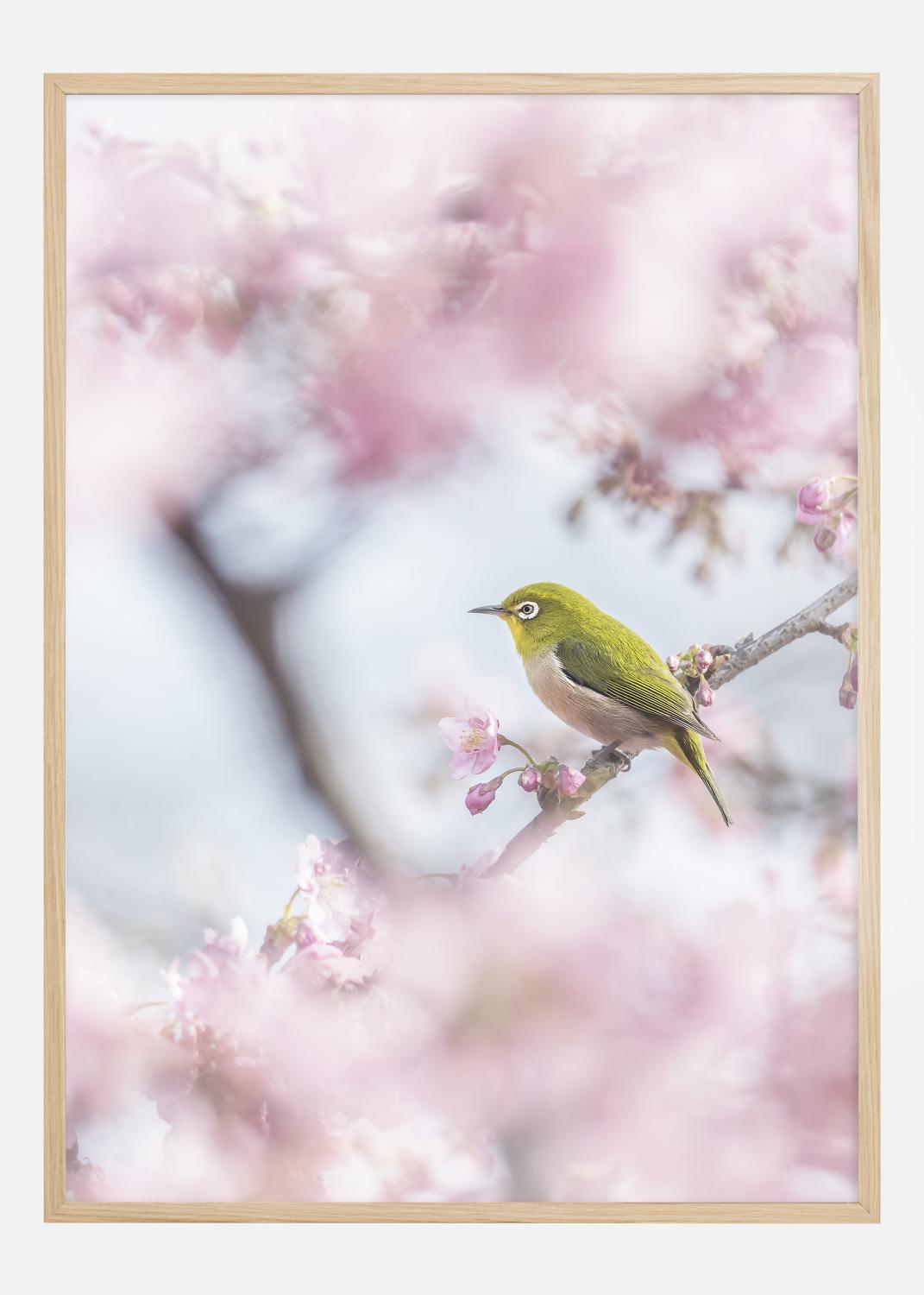 Product Image for Cherry Blossom color Poster (50x70 cm)