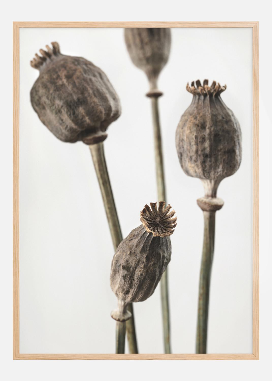 Product Image for Dried 006 Poster (21x29.7 cm (A4))