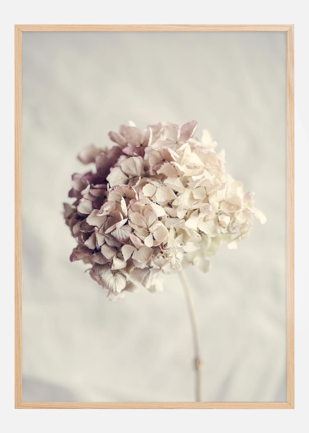 Product Image for Dried Hydrangea Poster (21x29.7 cm (A4))