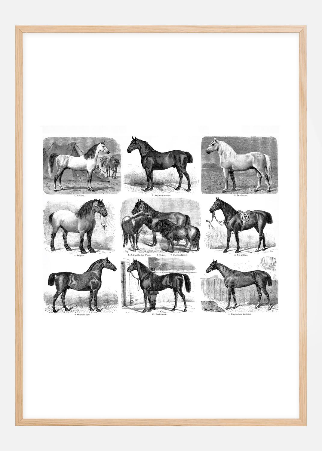 Product Image for Paardenrassen Poster (70x100 cm)