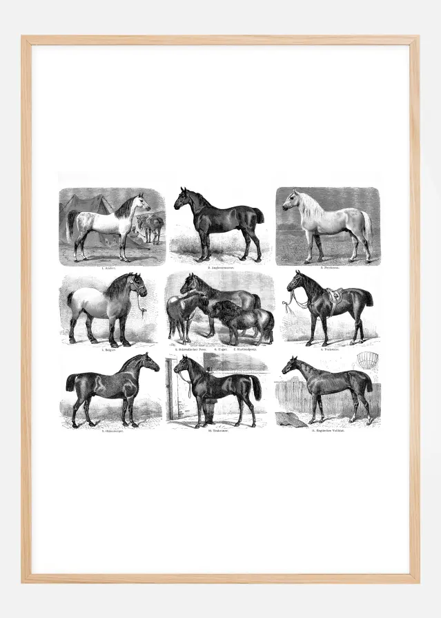 Bildverkstad Paardenrassen Poster