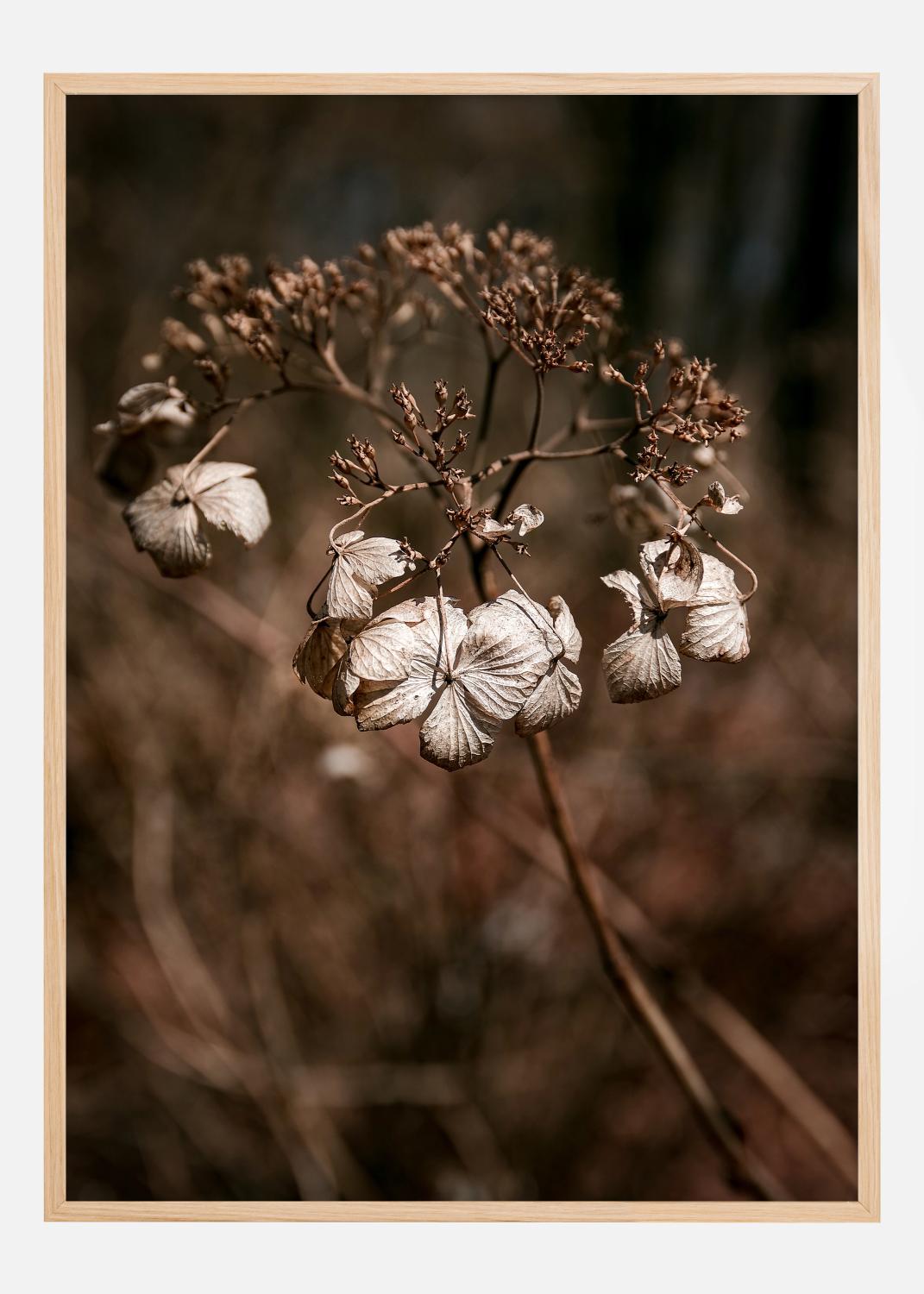 Product Image for Dried up Poster (21x29.7 cm (A4))