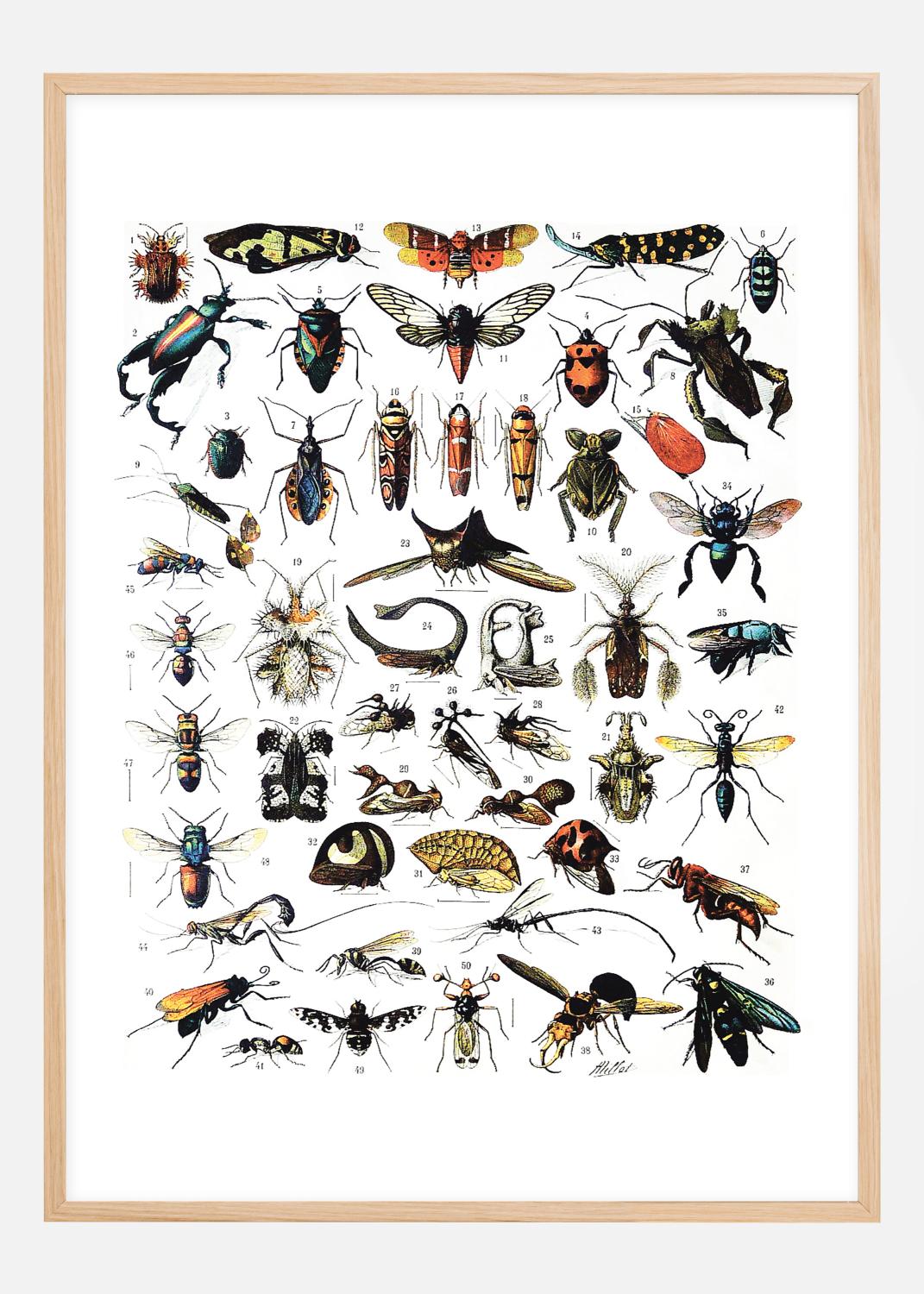 Product Image for Schoolposter insecten I Poster (21x29,7 cm (A4))