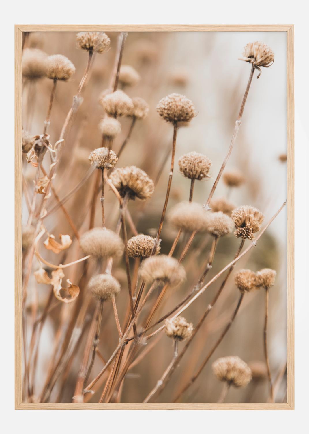 Product Image for Dried up flowers Poster (21x29.7 cm (A4))