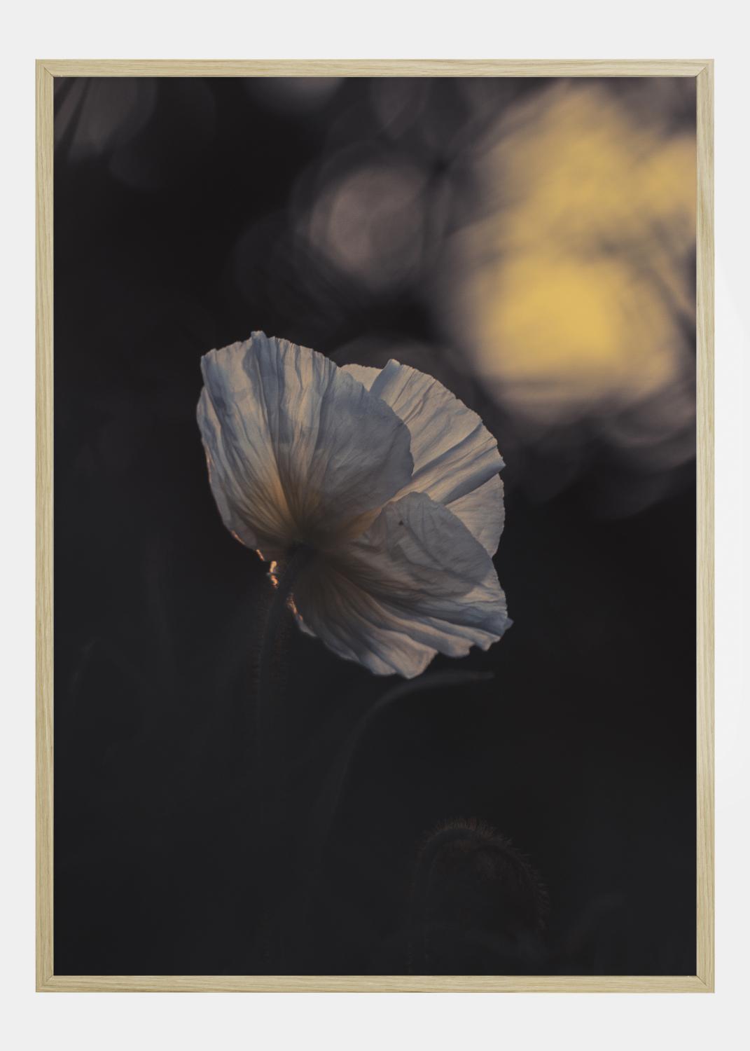 Product Image for Last Ray Poster (21x29.7 cm (A4))