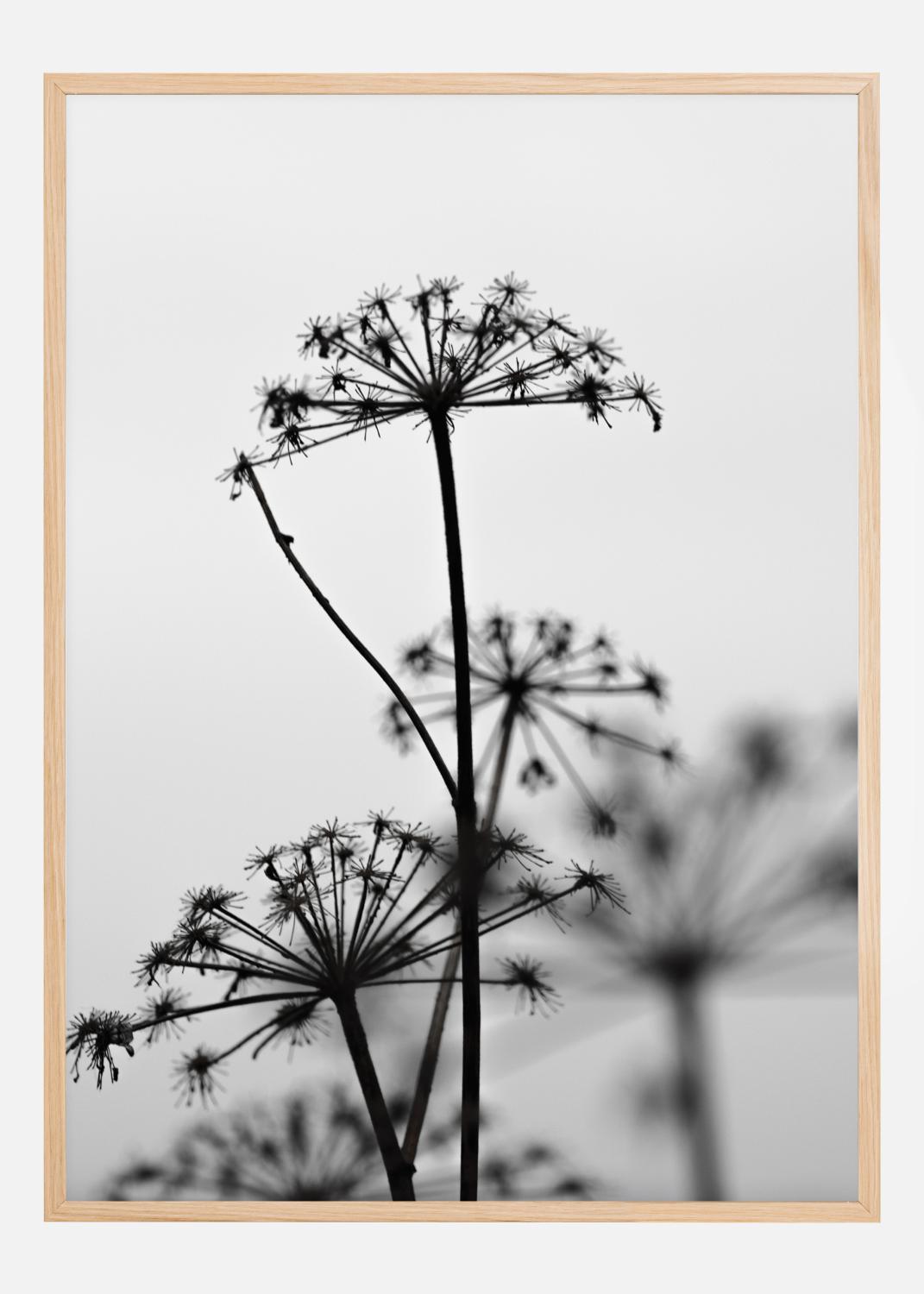 Product Image for Black And White Flowers Poster (21x29.7 cm (A4))