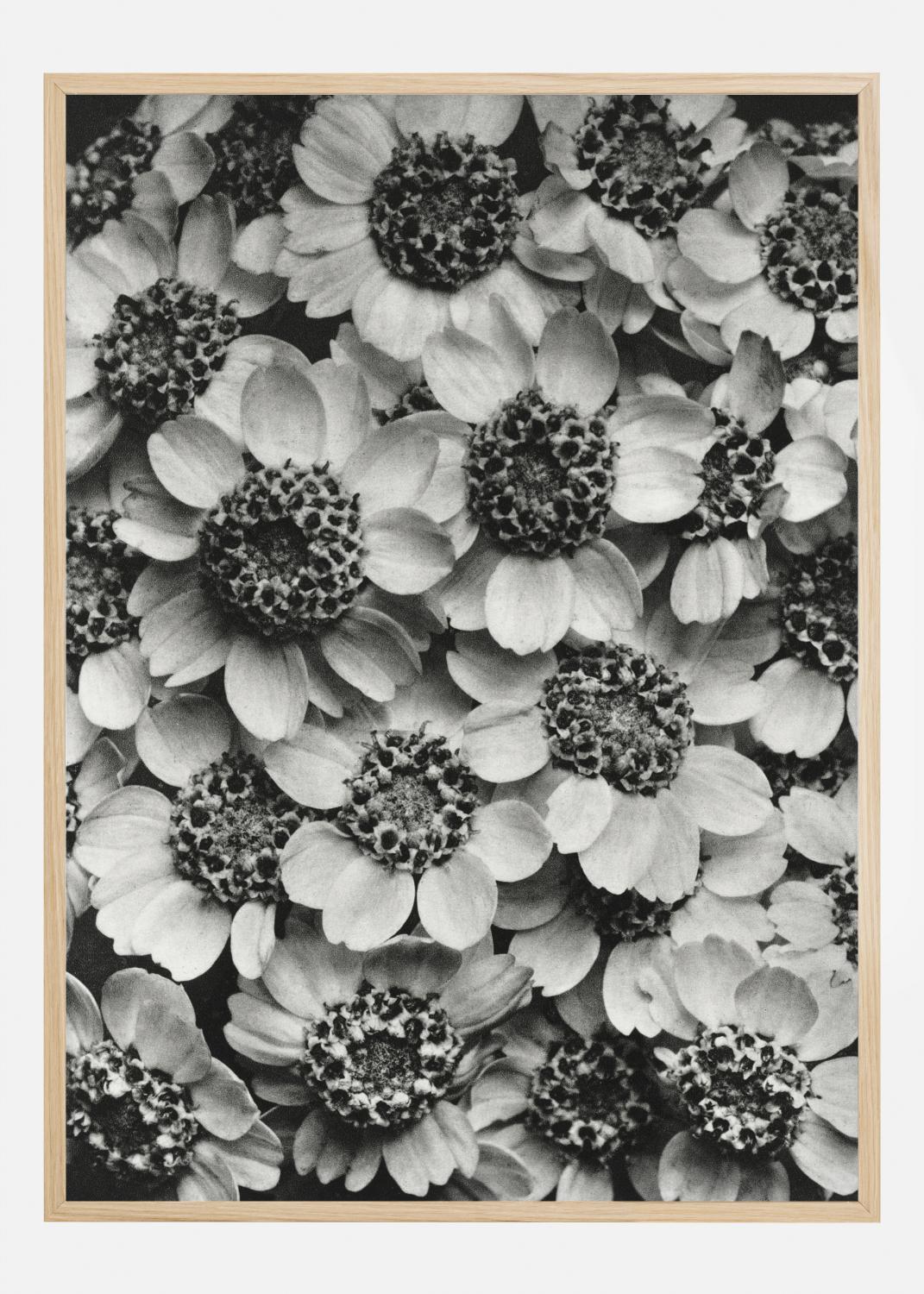 Product Image for Black And White Flowers Poster (21x29.7 cm (A4))