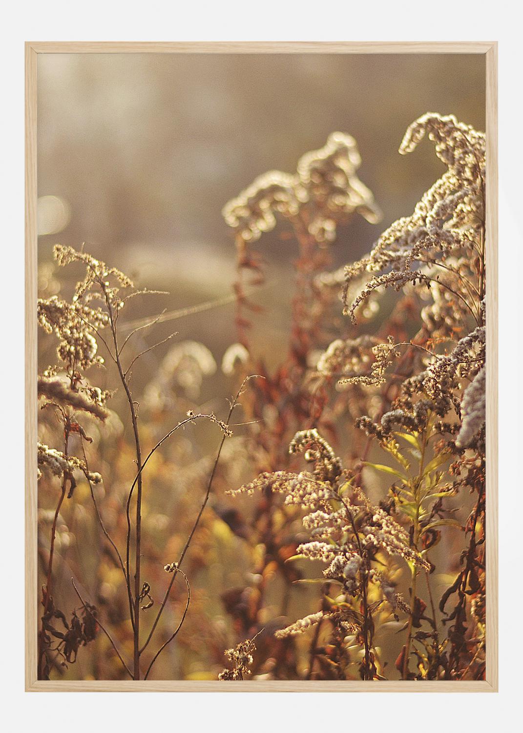 Product Image for Summer Evening Poster (30x40 cm)