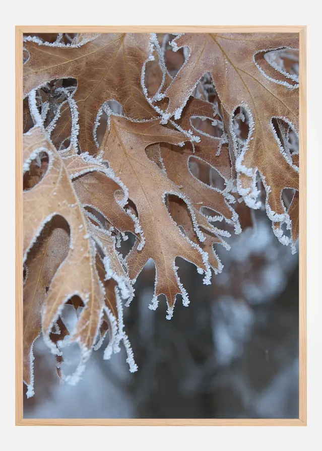 Bildverkstad Frosty Leafs Poster