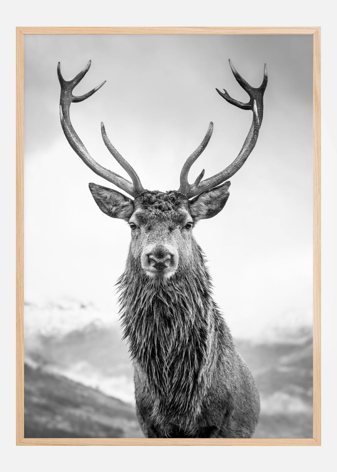Product Image for Curious Deer Poster (70x100 cm)