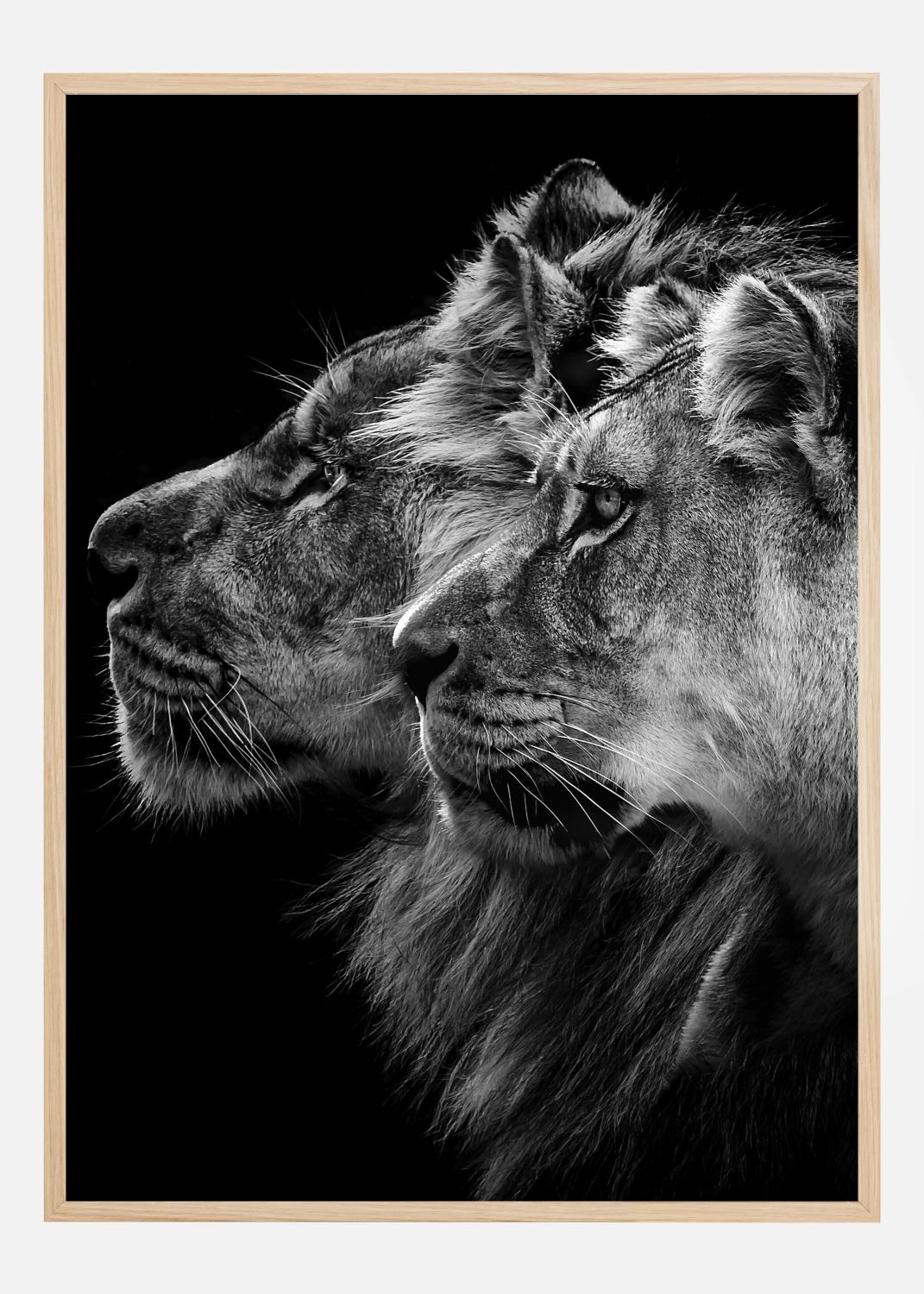 Product Image for Lion and  lioness portrait Poster (61x91.5 cm)