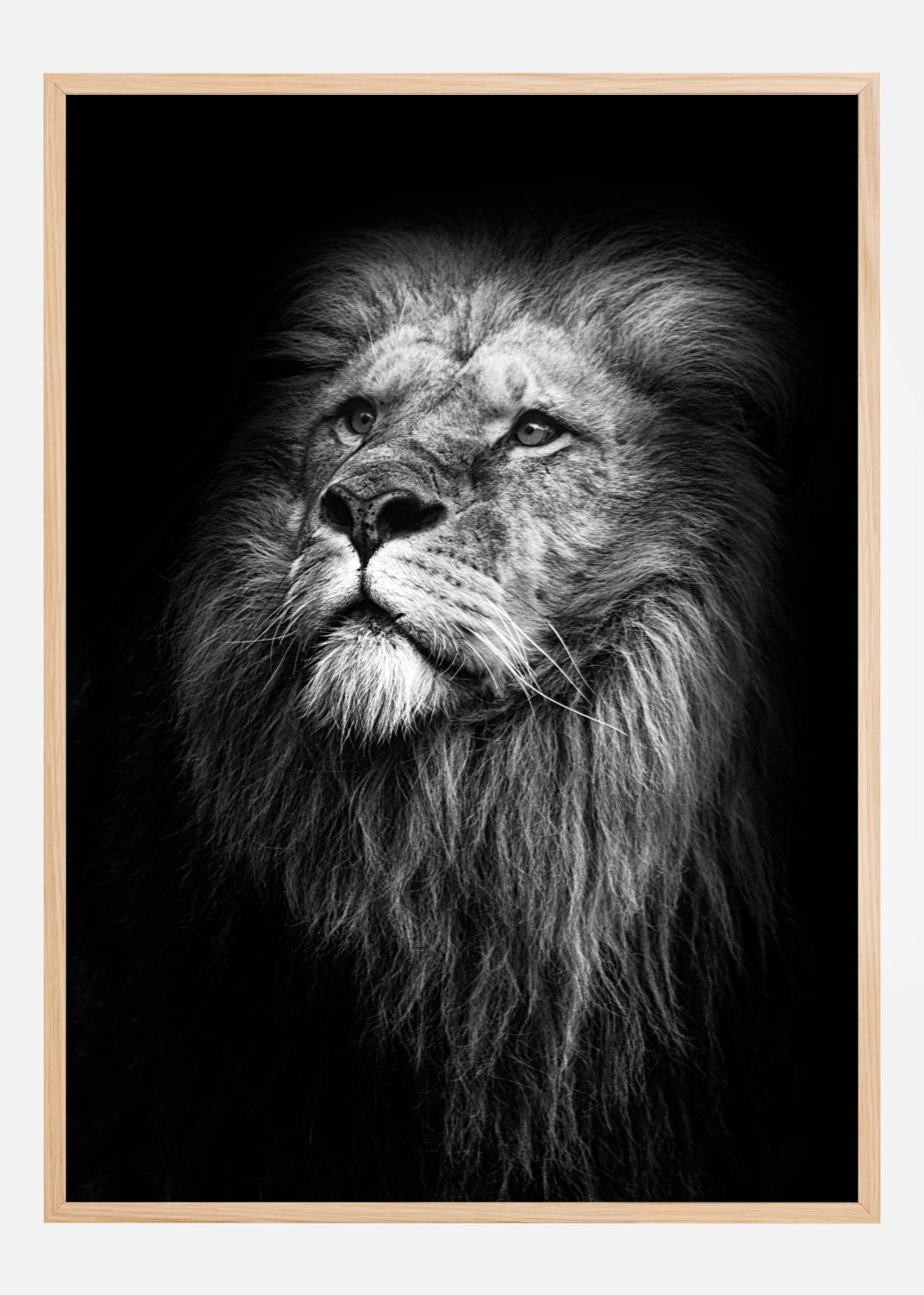 Product Image for King Of Lions Poster (21x29.7 cm (A4))