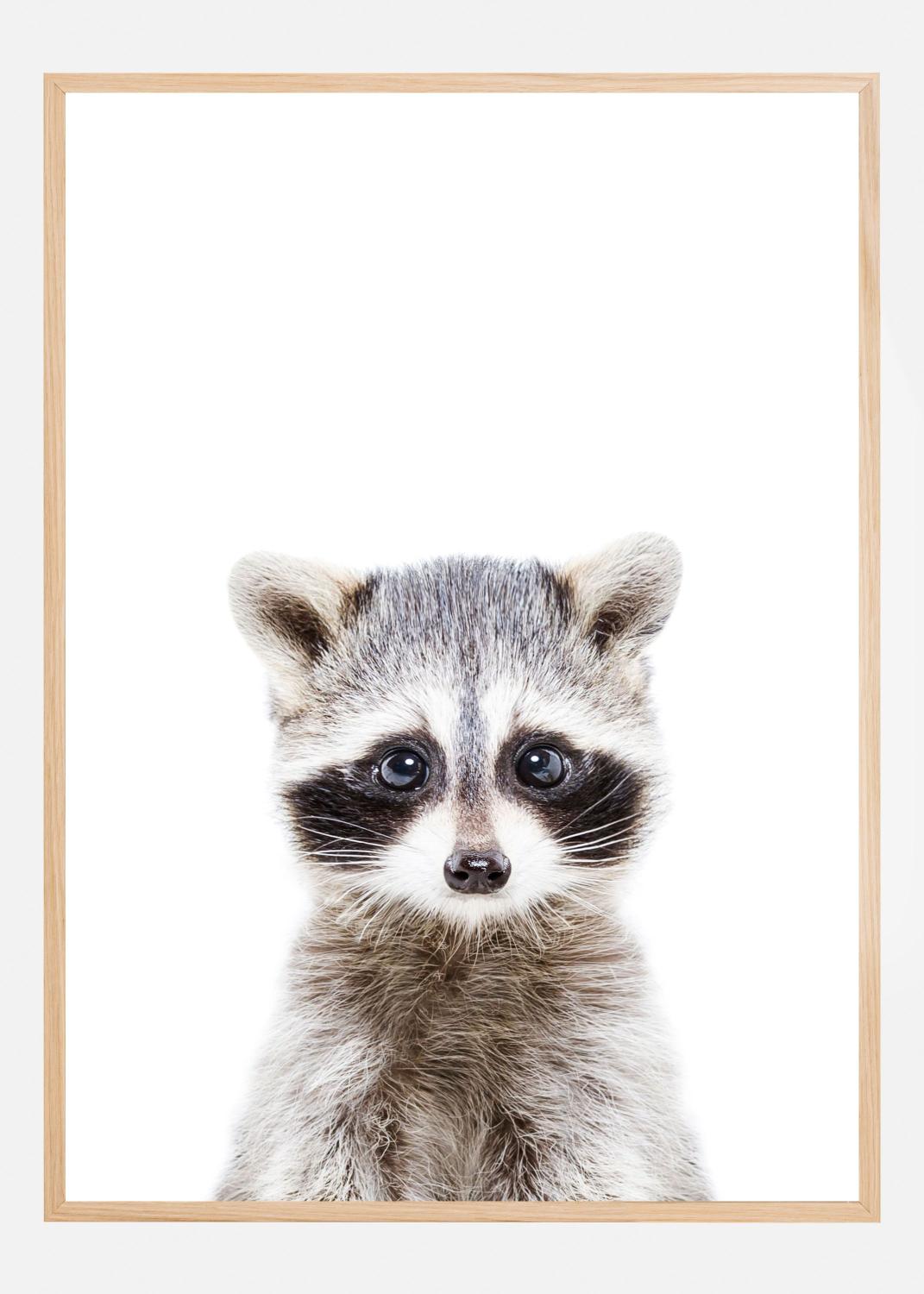 Product Image for Baby Racoon Poster (70x100 cm)