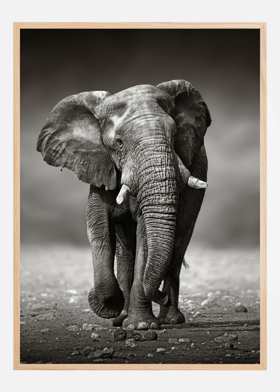 Product Image for Walking Elephant Poster (21x29.7 cm (A4))