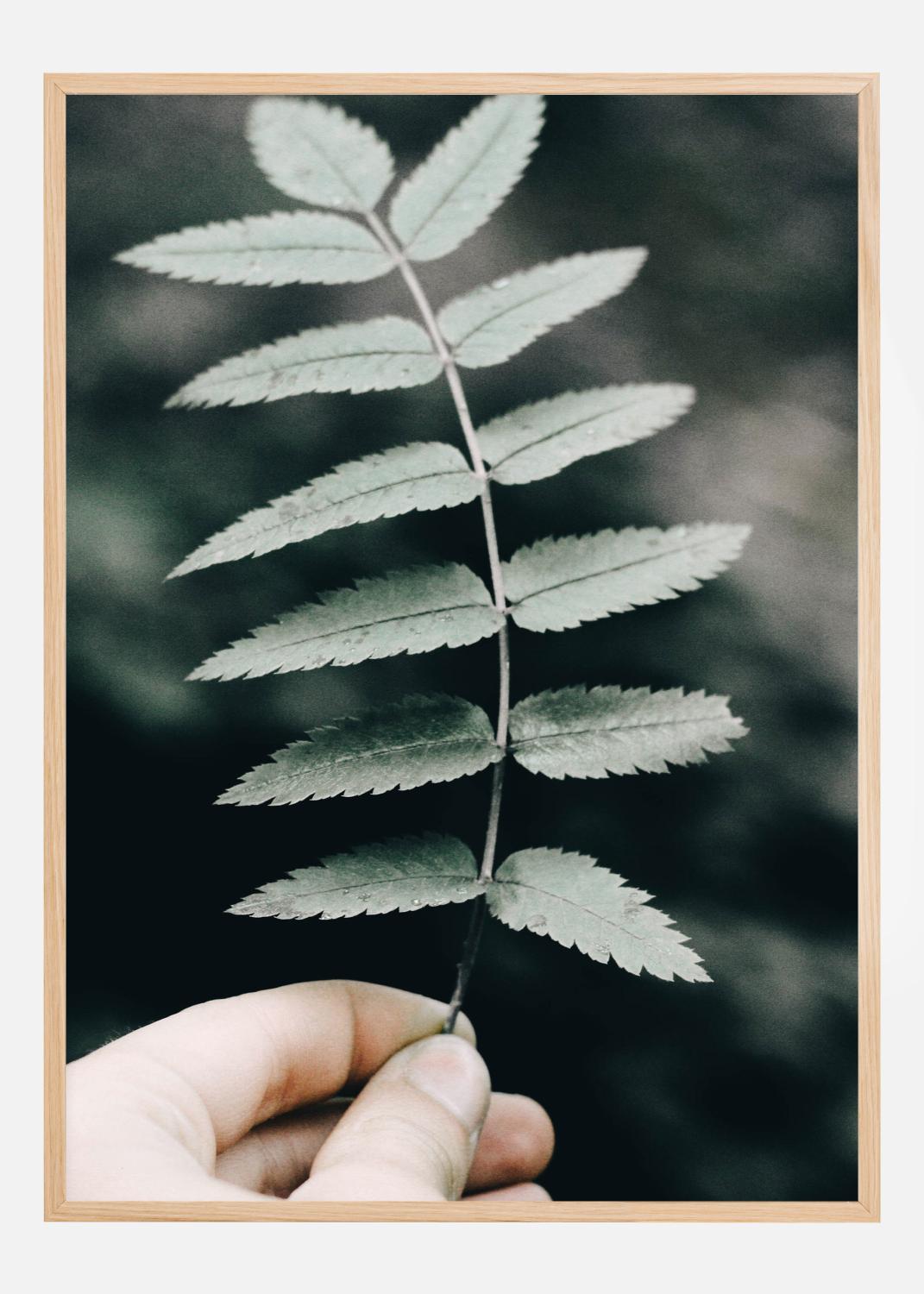 Product Image for Mountain Ash Poster (21x29.7 cm (A4))