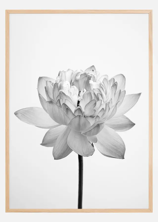 Bildverkstad Grey flower Poster