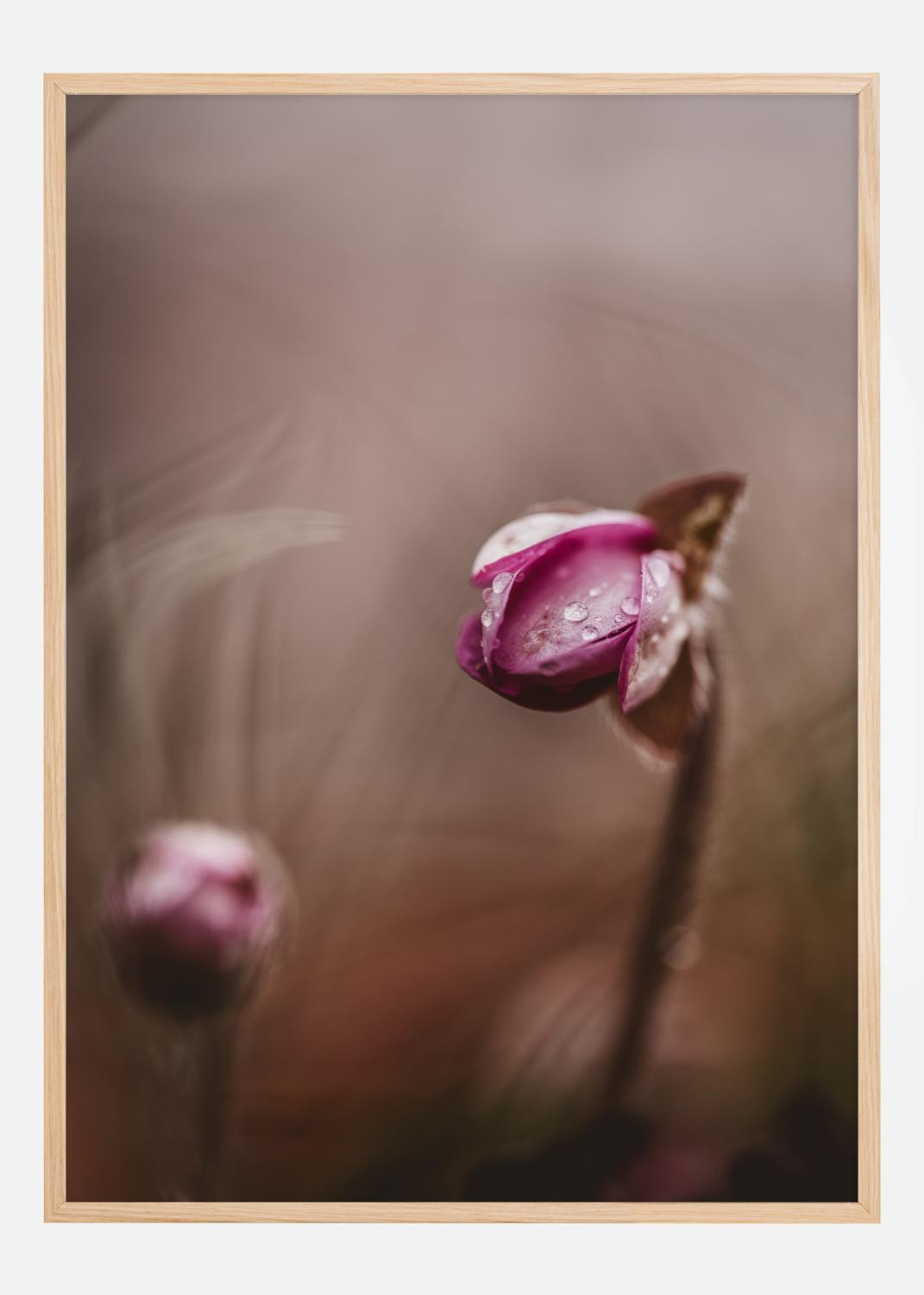 Product Image for Two flower buds Poster (21x29.7 cm (A4))