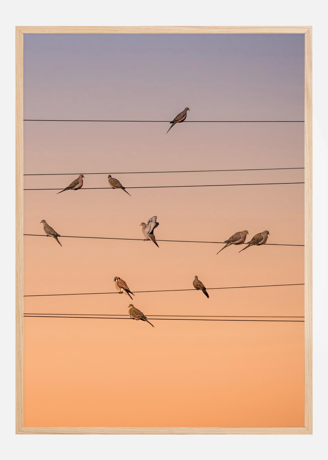 Product Image for Music Of Light Poster (21x29.7 cm (A4))