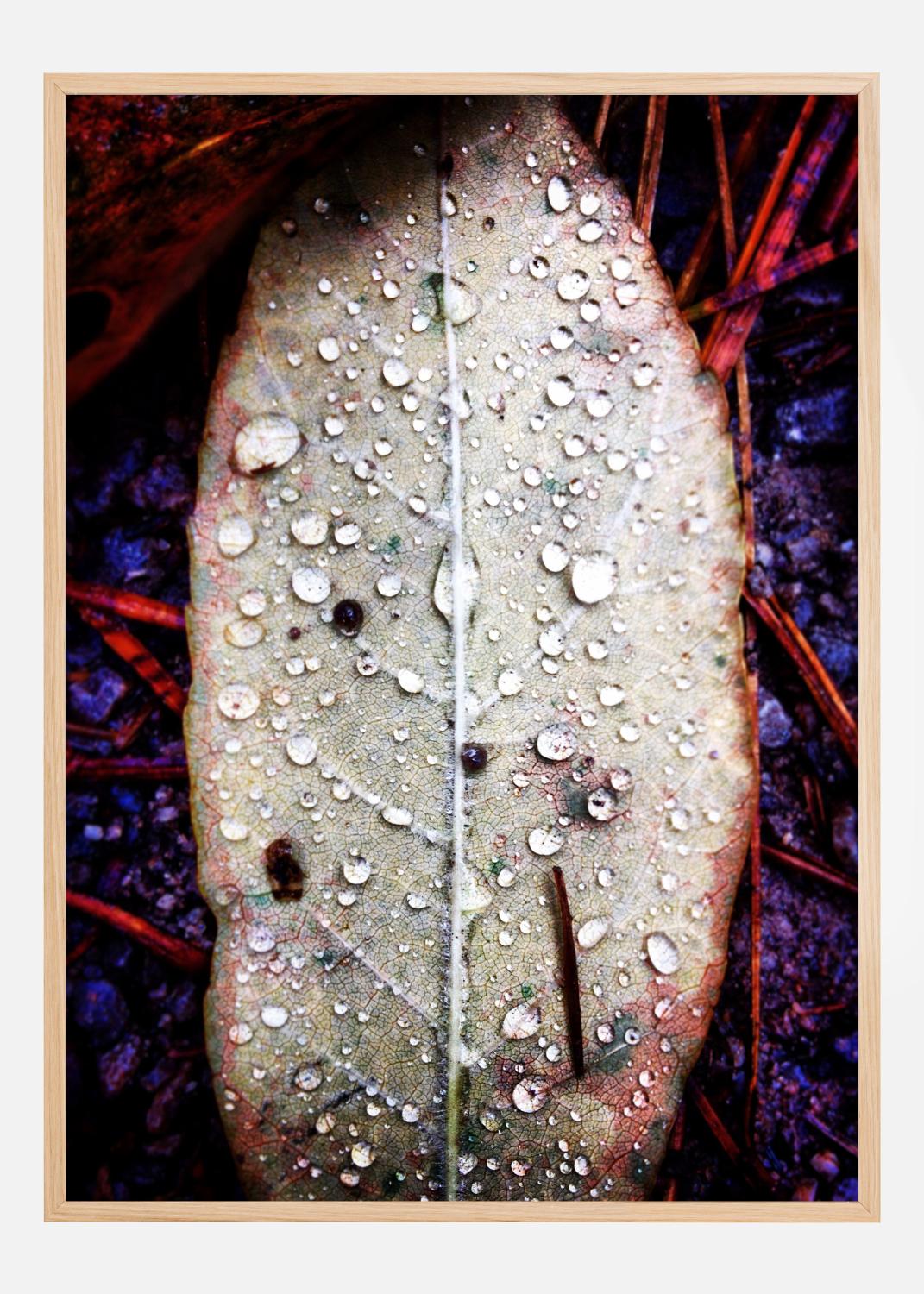 Product Image for Water On Leaf Poster (21x29.7 cm (A4))