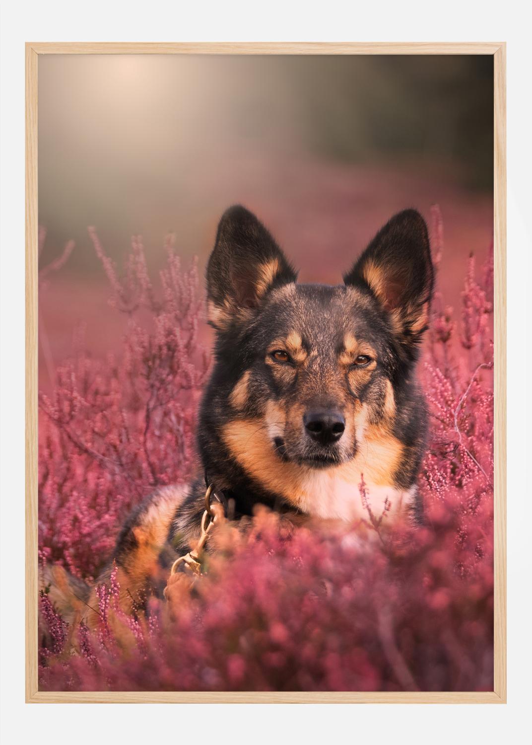 Product Image for Hello Dog Poster (70x100 cm)