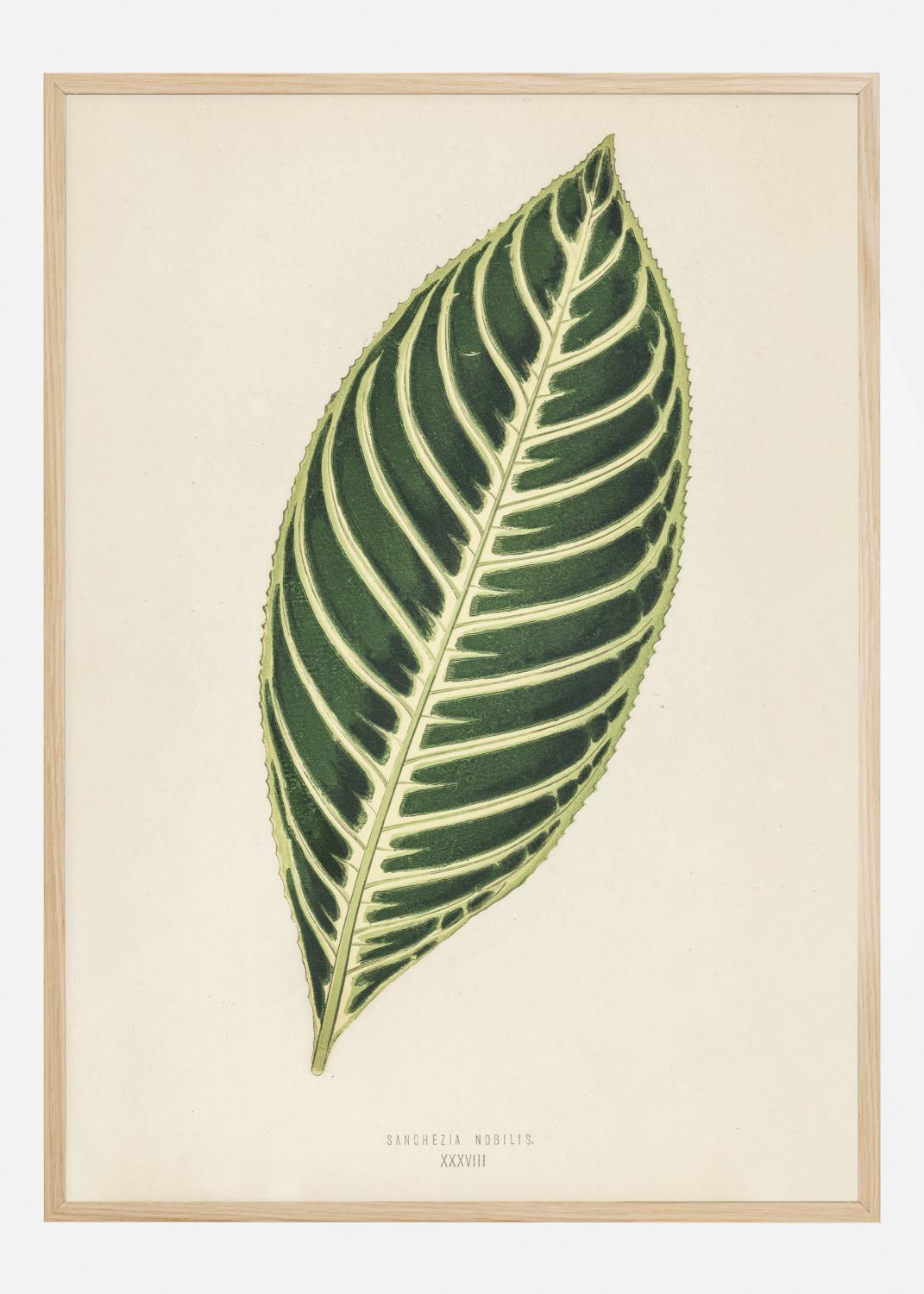 Product Image for Diefenbachia Poster (21x29.7 cm (A4))