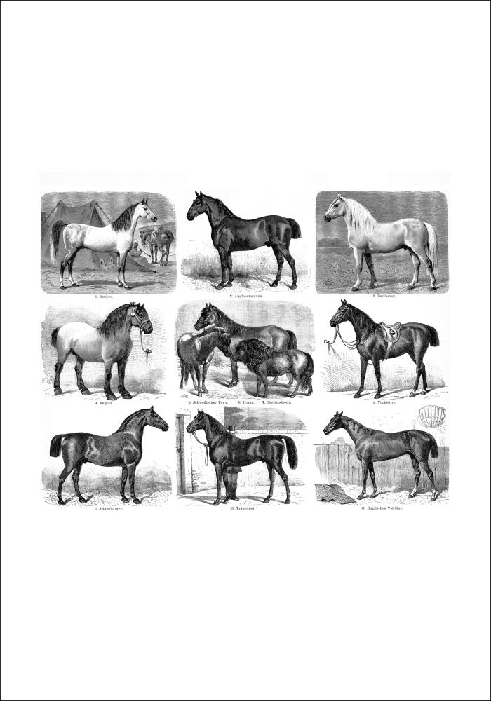 Bildverkstad Paardenrassen Poster