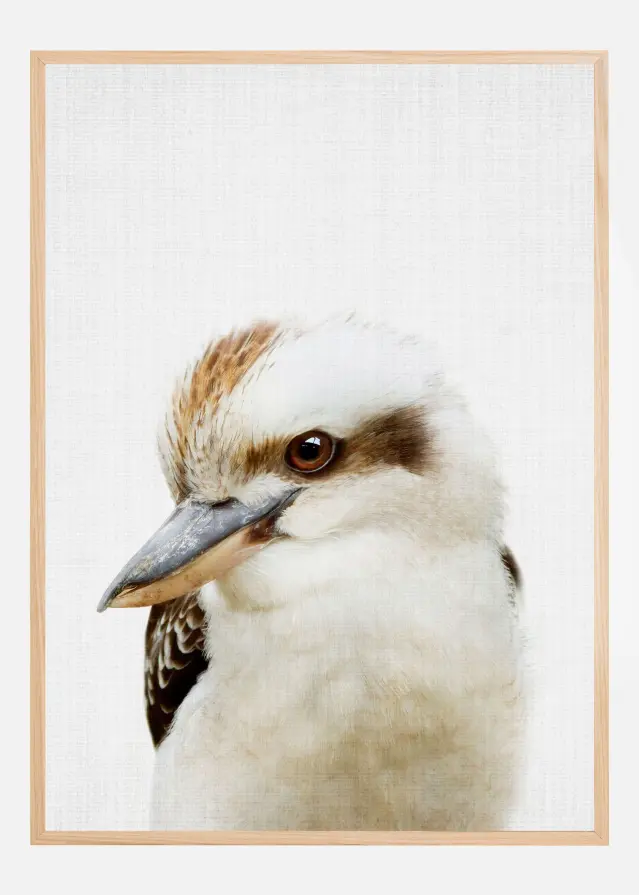 Bildverkstad Peekaboo Kookaburra Poster