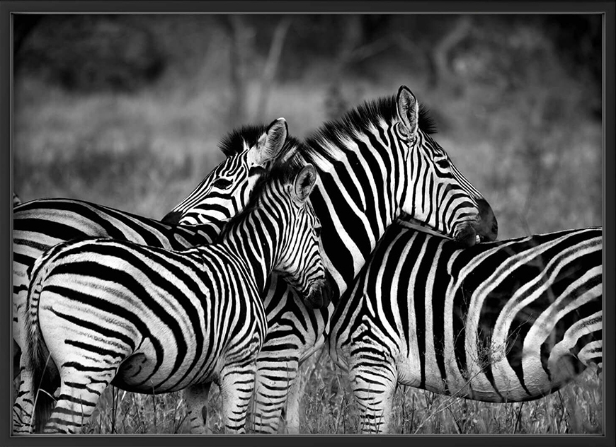 Nordic Poster Zebra group-hugs Poster