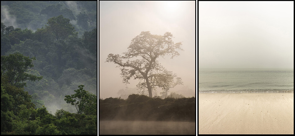 Drie posters met natuurmotieven - regenwoud, boom in de mist, leeg strand