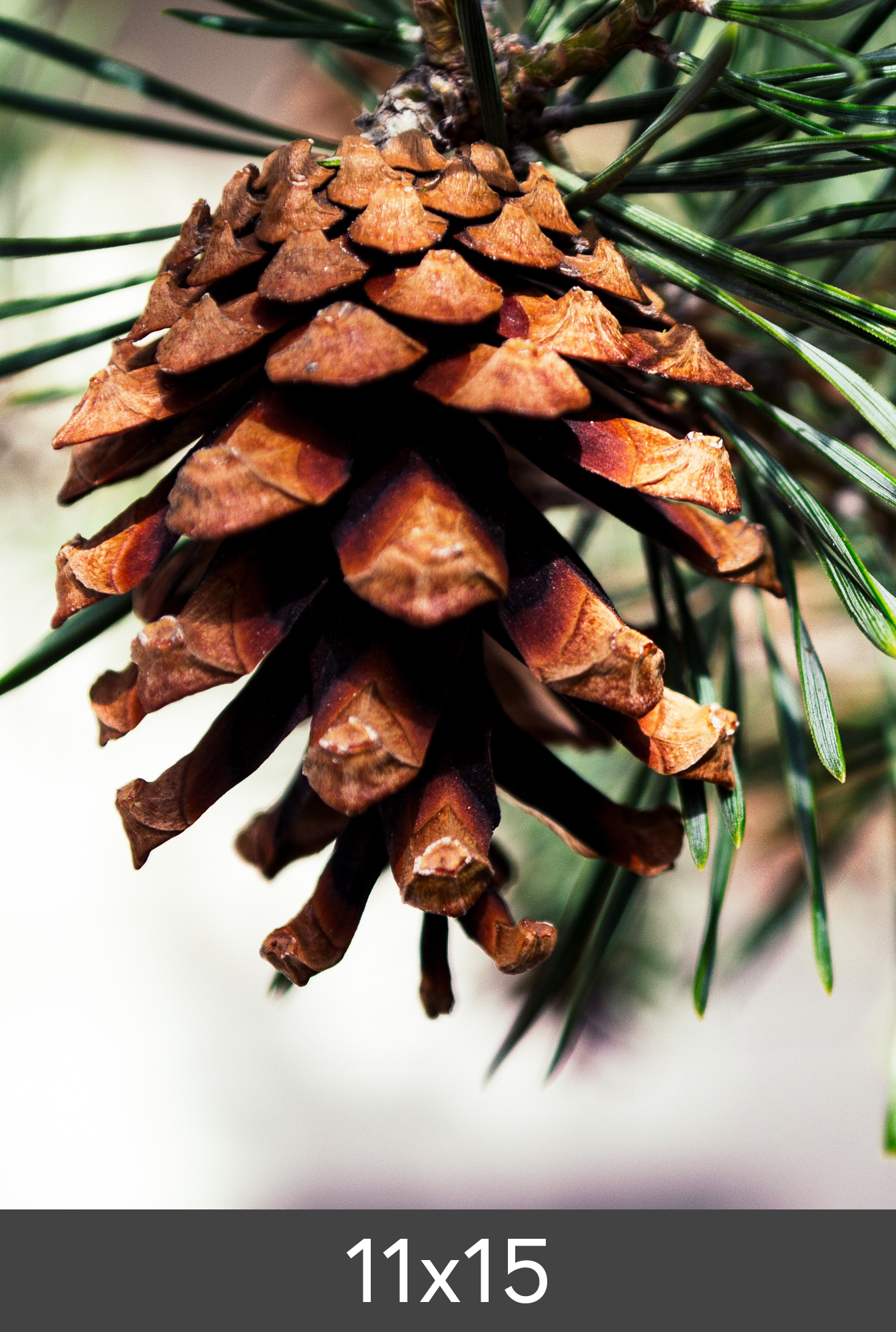 Product Image for Vergroting FineArt Bamboo 290 g (11x15 cm/Vergroting - FineArt Bamboo)