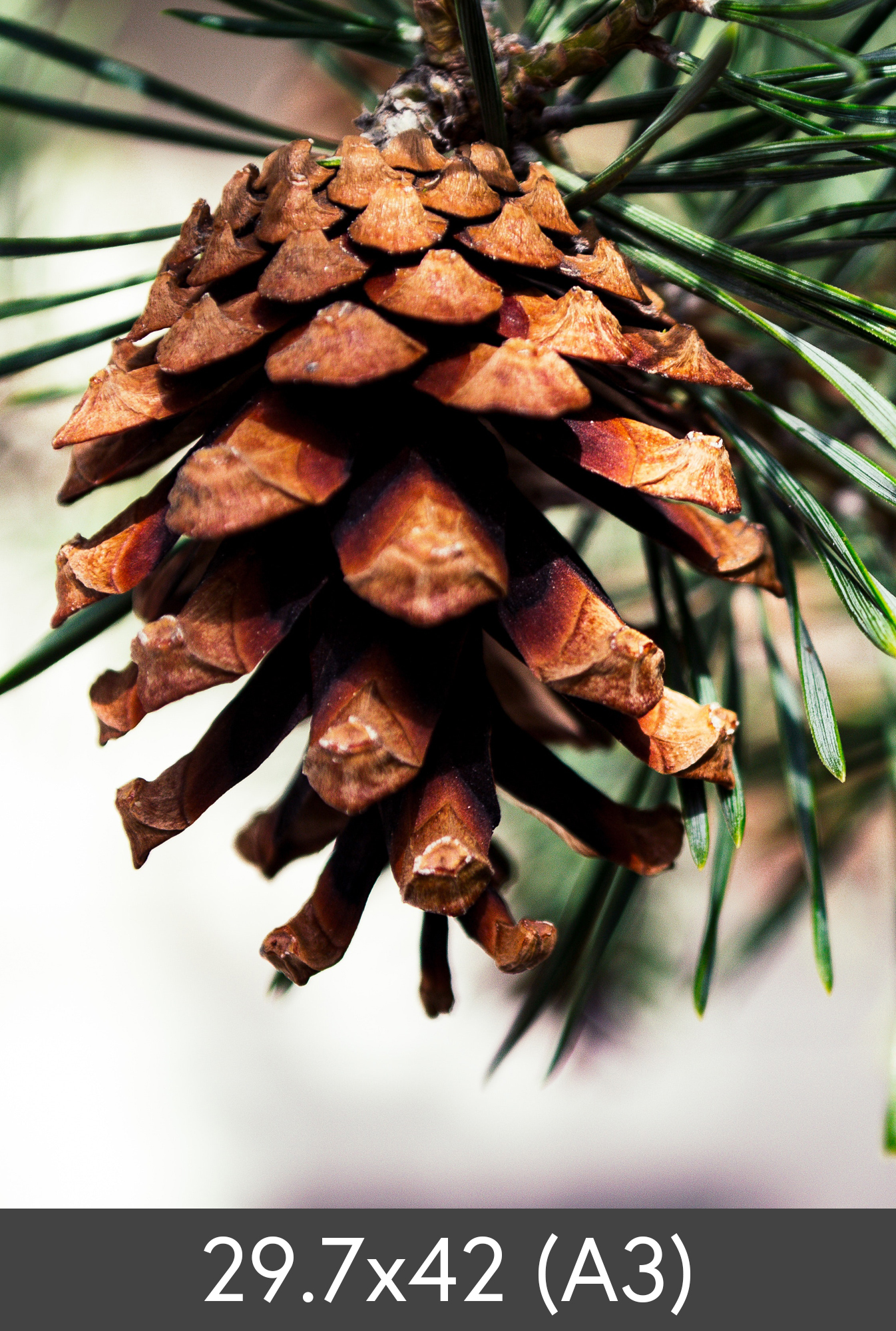 Product Image for Vergroting FineArt Bamboo 290 g (29.7x42 cm (A3)/Vergroting - FineArt Bamboo)