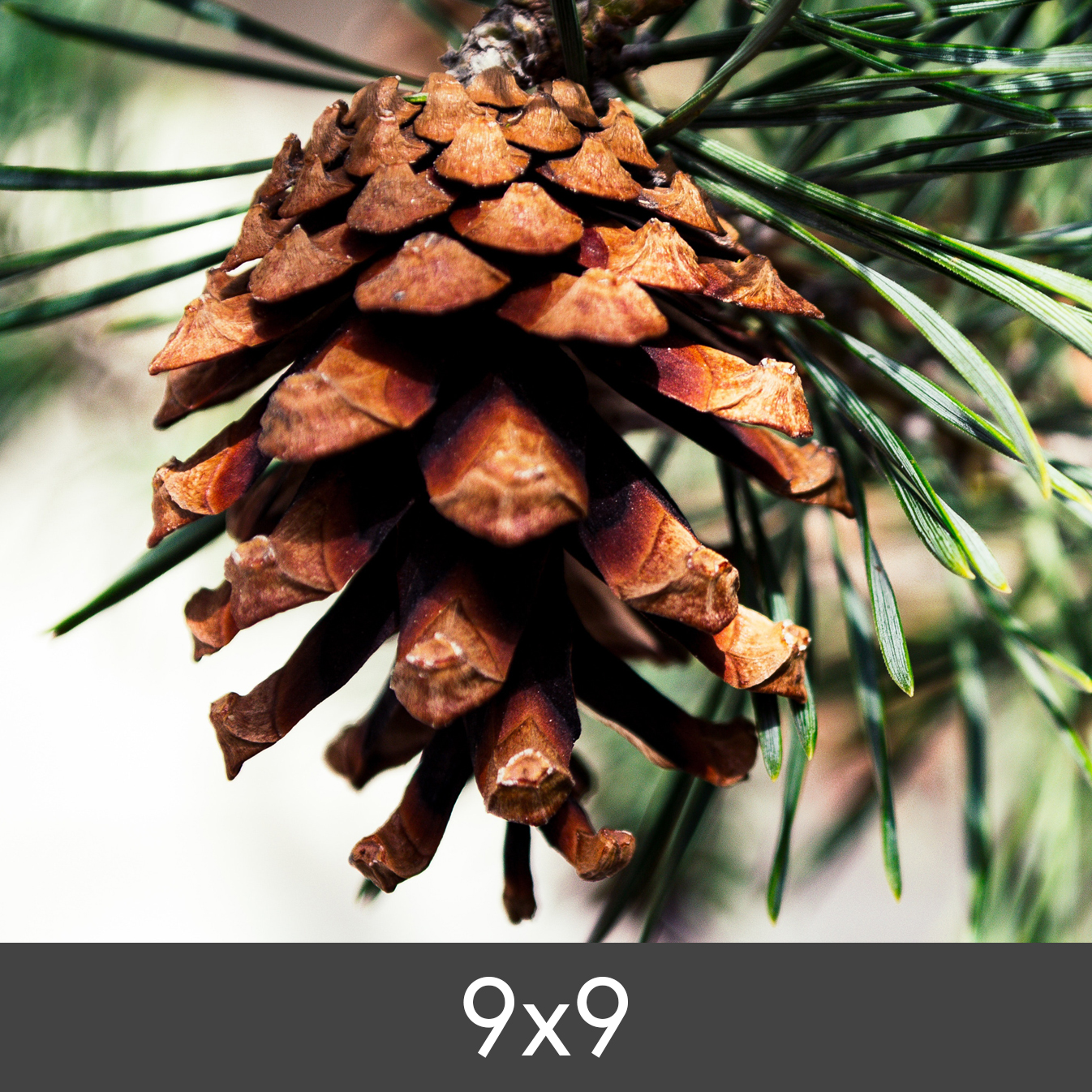 Product Image for Vergroting FineArt Bamboo 290 g (9x9 cm/Vergroting - FineArt Bamboo)