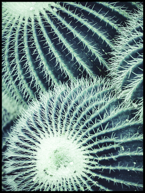 Love Home Round Cactus
